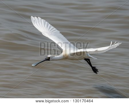Black-faced Spoonbill