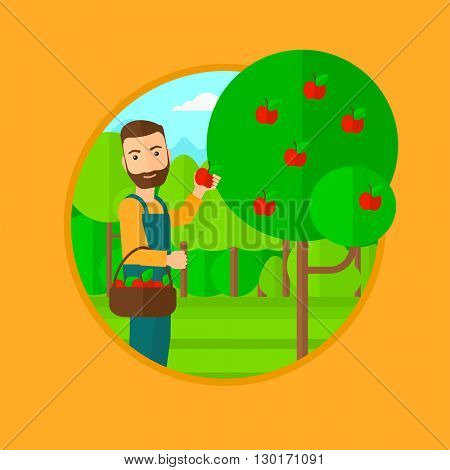 Farmer collecting apples.