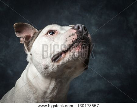 Staffordshire Bull Terrier