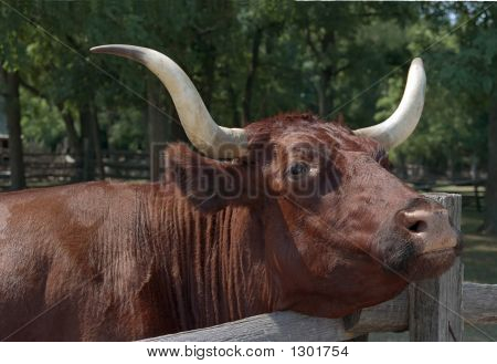 Long Horn Steer