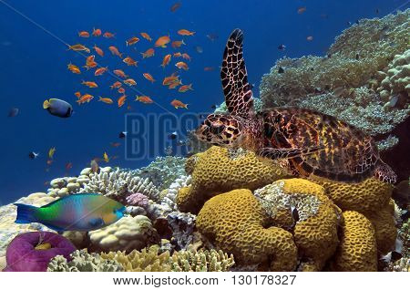 Close up of a giant turtle in the sea red sea