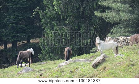 A group of horses eating grass in a field with trees in background on a hill.