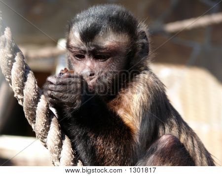 Singe