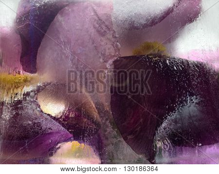Frozen fresh beautiful flower of iris and air bubbles in the ice cube