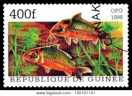 STAVROPOL RUSSIA - APRIL 30 2016: a stamp printed in Republique de Guinee show the fishes Brochis britskii series circa 1998