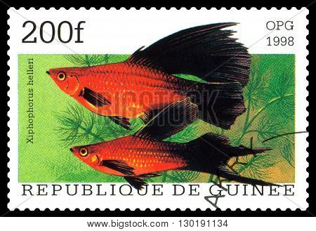 STAVROPOL RUSSIA - APRIL 30 2016: a stamp printed in Republique de Guinee show the fishes Xiphophorus helleri series circa 1998