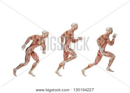Running cycle. Anatomical illustration. 3D illustration. Isolated. Isolated over white. Contains clipping path