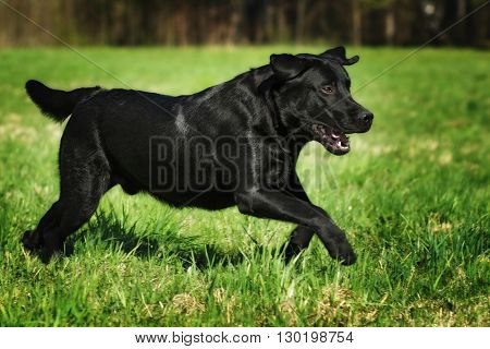 fun black Labrador dog running fast on green grass in summer in Sunny weather