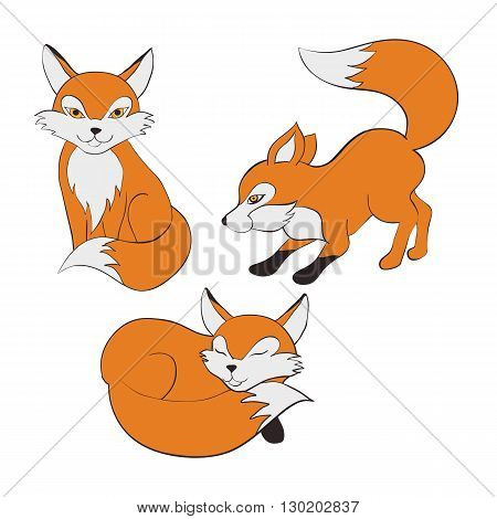 set of isolated vector illustration of the fox in different positions in a cartoon style.