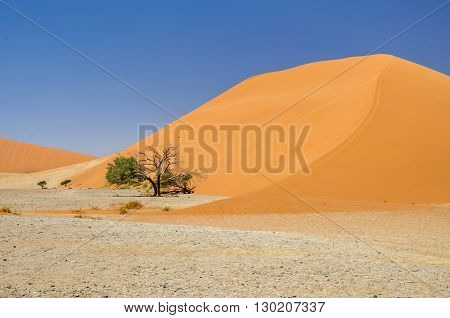 Dune 45 in Namib Desert in Namibia.