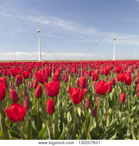 wind turbines against blue sky and red tulip field in noordoostpolder flevoland in the netherlands