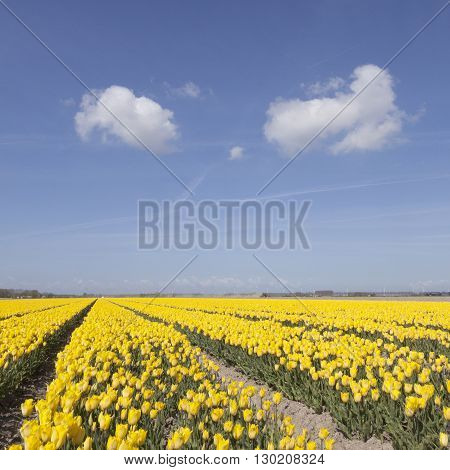 dutch landscape with yellow tulips in flower field plus blue sky and two clouds in noordoostpolder
