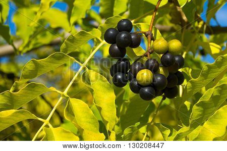 Fruits of Amur corktree in a autumn sunlight