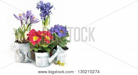 spingtime flowers in metal decorative pots on white background
