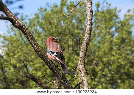 Singing spring bird on a dead tree in the garden - life goes on.