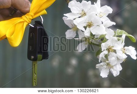 Ignition keys on a yellow ribbon next to the awakening of blossoming apple tree branches as harmony and the success of the revival 