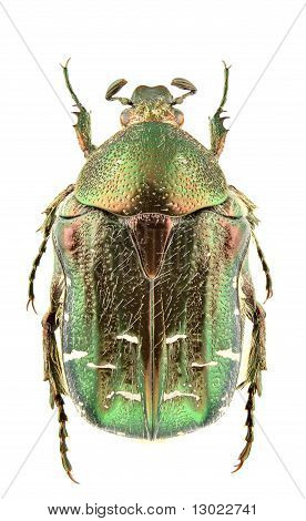 Cetonia Carthami