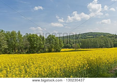 Sunny purple field in lower saxony north germany