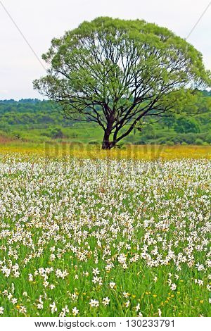 Valley of Narcissi in Khust, Ukraine - in may there are dandelions and narcissuses