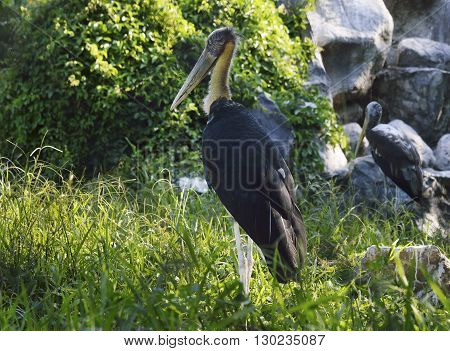 Lesser adjutant stork standing in the forest
