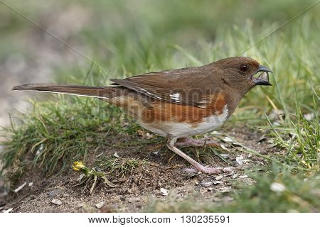 Female Eastern Towhee (Pipilo erythrophthalmus) Cracking Open a Sunflower Seed - Ontario, Canada