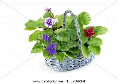 African violet saintpaulia arranged in a basket isolated on white background