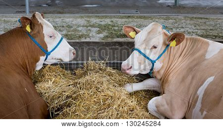 Simmental Cattle In Stable