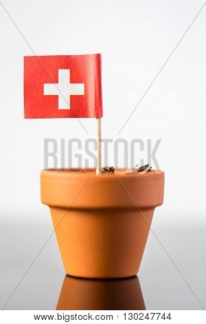 Plant Pot With Swiss Flag