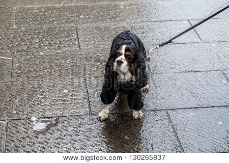 dog in the rain