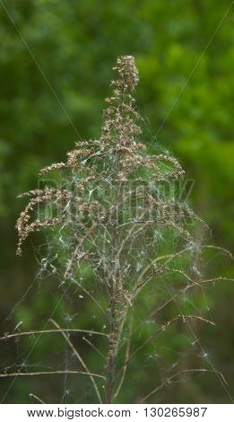 dry branch of a plant against the green wood,young green leaves of trees on thin branches, the wood, the nature, yellow and
red leaves, walks outdoors, the nature, coniferous forests
