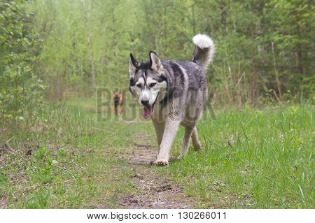 dogs of breed malamute,gray with white,Walks outdoors with dogs. Nature, Animals, Wildlife,Forest,dogs of breed the boxer, brown with black in strips,