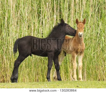 Two cute brown and black foal on the meadow.