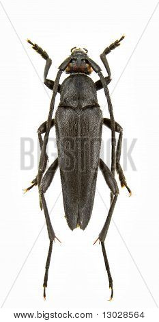 Pedostrangalia Verticalis
