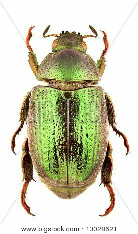 Strigidia fajok