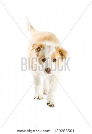 Ee red Border Collie puppy. Young dog isolated on white background. 