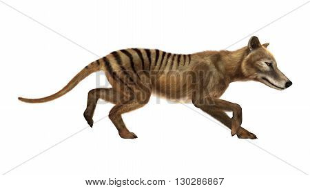 3D Rendering Thylacine On White