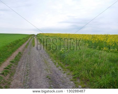 Dirt Road In The Green And Yellow Fields