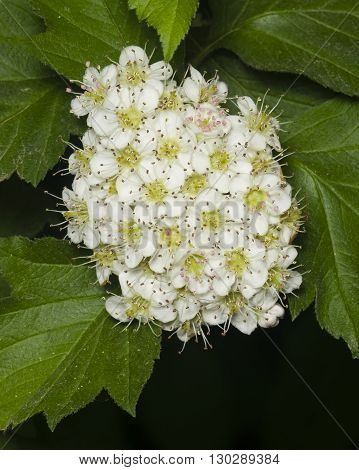 Blossoming hawthorn or maythorn Crataegus flowers and leaves close-up selective focus shallow DOF