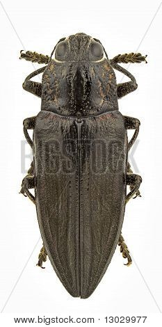 Chalcophora Detrita