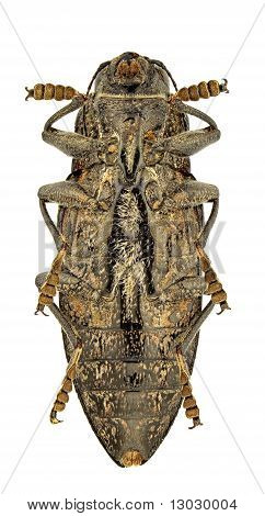 Chalcophora Detrita