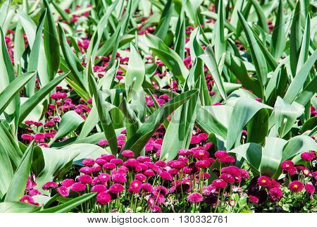 Pink English daisies - Bellis perennis - with big green leaves in spring park. Seasonal natural scene. Bellasima rose. Vibrant color.