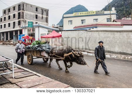 YUNNAN,CHINA - FEBRUARY 27,2016 :Asian farmer and buffalo in countryside of China