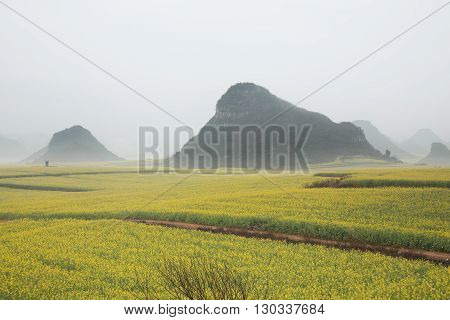 Yellow rapeseed flower field with the mist in Luoping, China