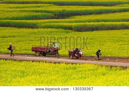 Luoping, China - February 26, 2016: farmer in canola field examining crop, Agriculture is a vital industry in China.