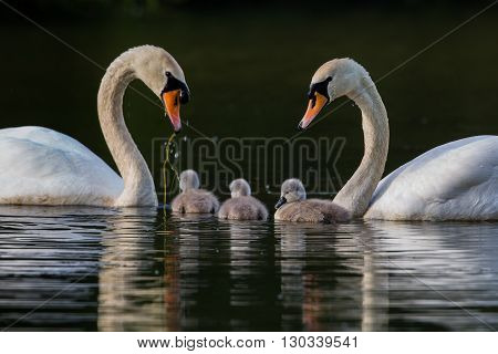 pair of swans with three cygnets in a family unit