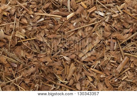Organic Kyasuwa grass or deenanath grass (Pennisetum pedicellatum). Macro close up background texture. Top view.