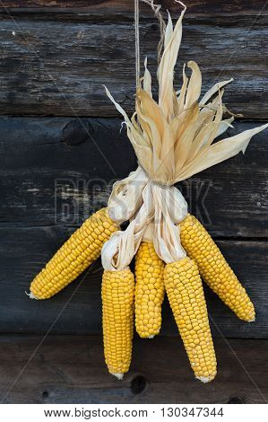 corncob maize yellow agriculture countrifield vegetable food