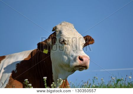 Cow is satisfied on the lush meadow