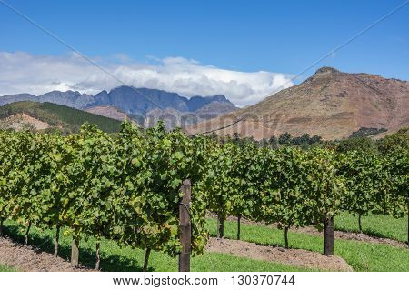The Cape Winelands region is the premier wine producing area of South Africa