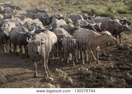 Buffalo over the field and mud in Thailand